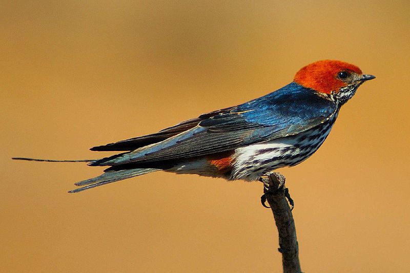 What is a Finch?