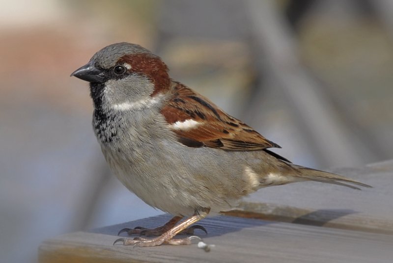 Why Have a National Sparrow Day?