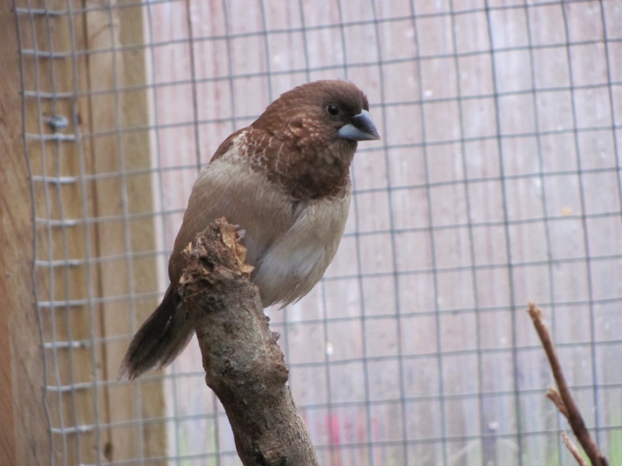 Bengalese – A Most Social Finch